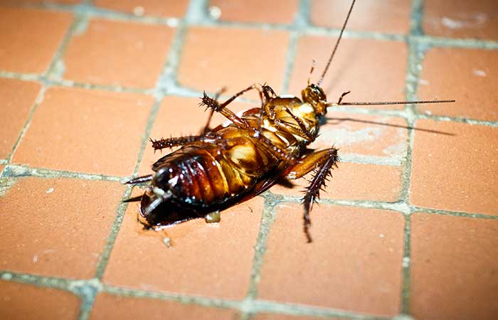 cockroach dead on its back