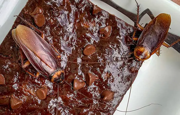 Are there cockroaches in chocolate?