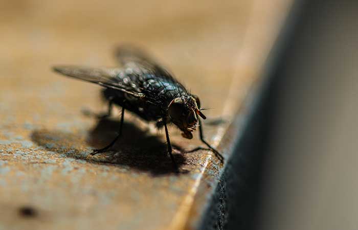 Do Flies Sleep?