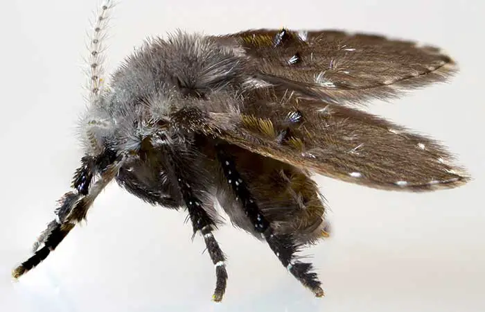 drain fly side view