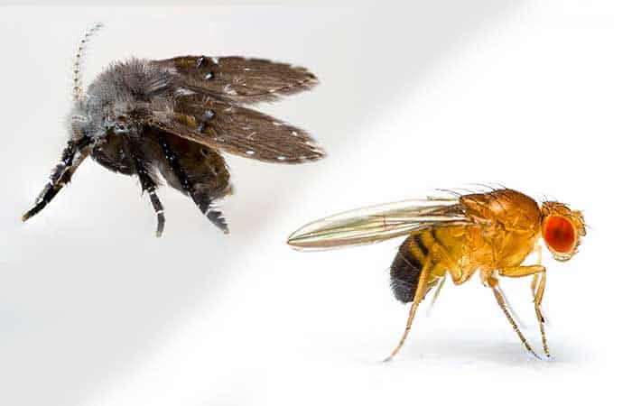 Drain Flies or Fruit Flies? Identification And Differences