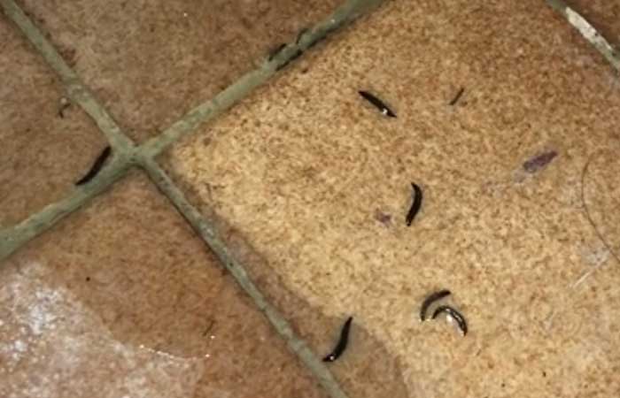 Drain worms in a shower