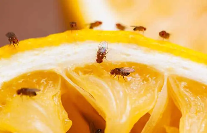 Fruit flies eating