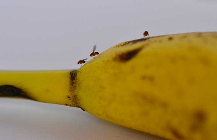 What are fruit flies attracted to?