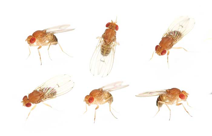 Can Fruit Flies Make You Sick?