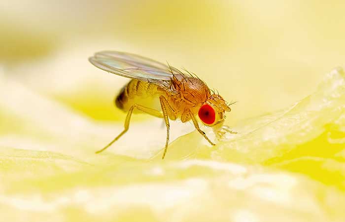 Do Fruit Flies Bite?