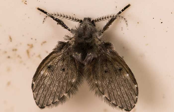 drain fly