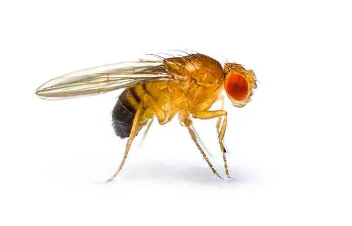 What does a fruit fly look like?