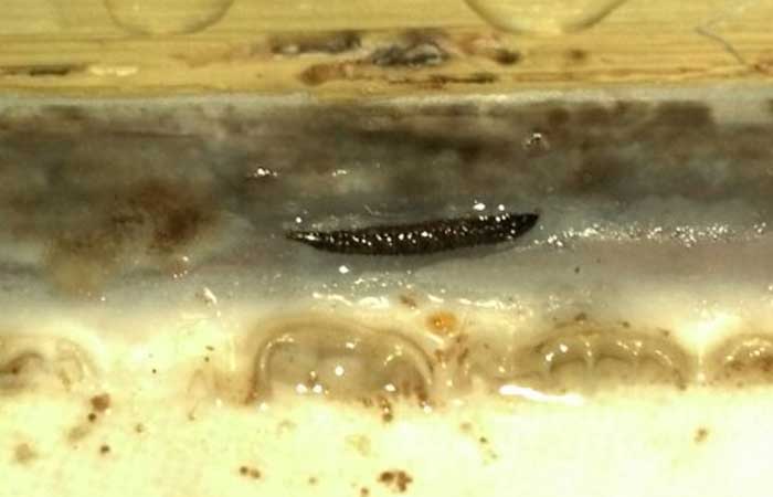 What are drain worms?