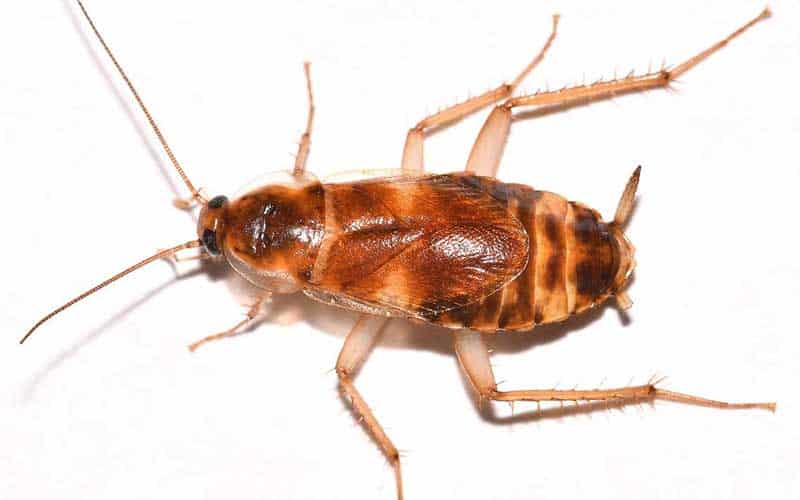 Brownbanded Cockroach