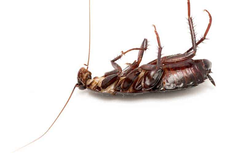 dead cockroach