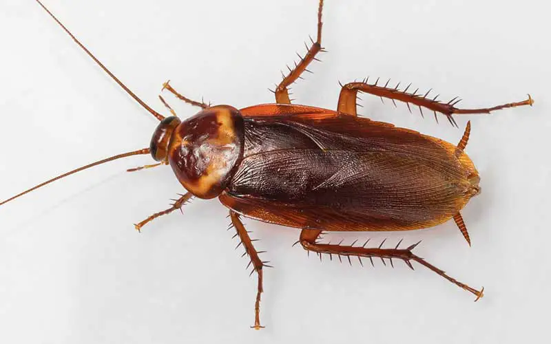Do Roaches Eat Bed Bugs?