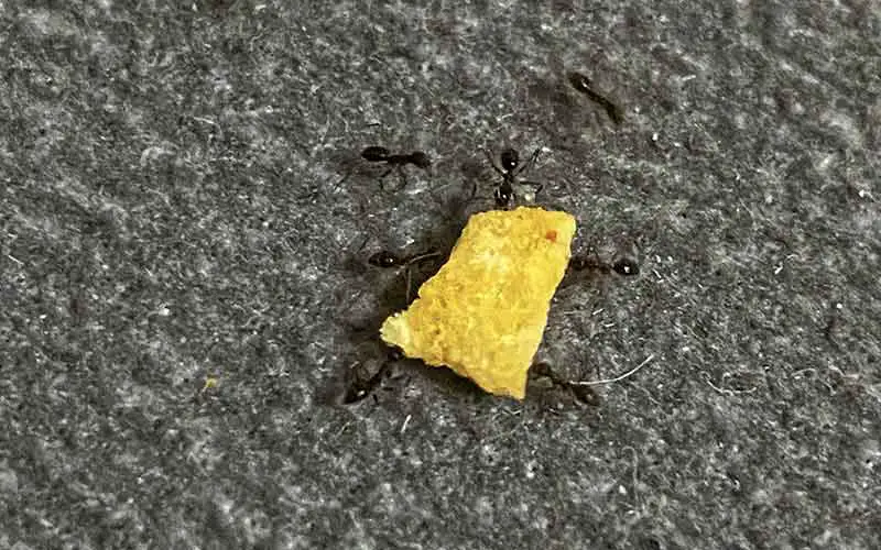 Food crumb on carpet 