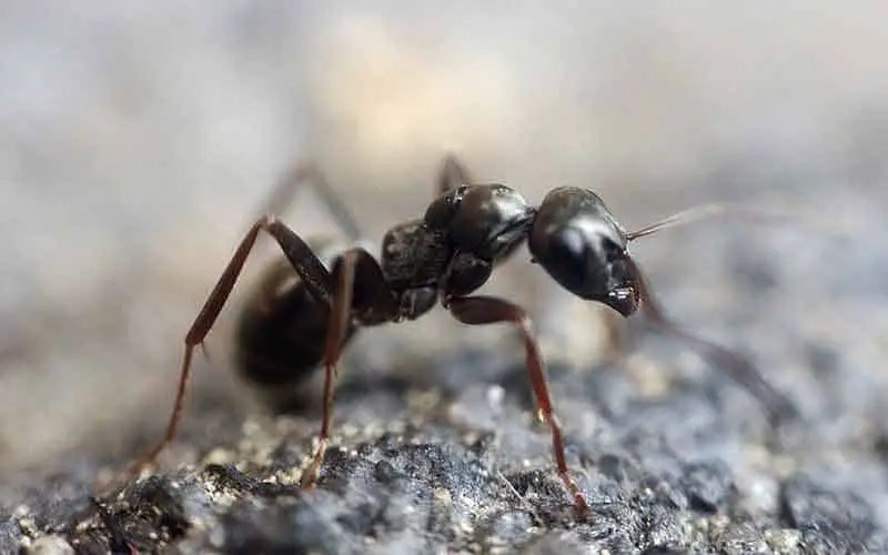 Can you use borax to kill ants?