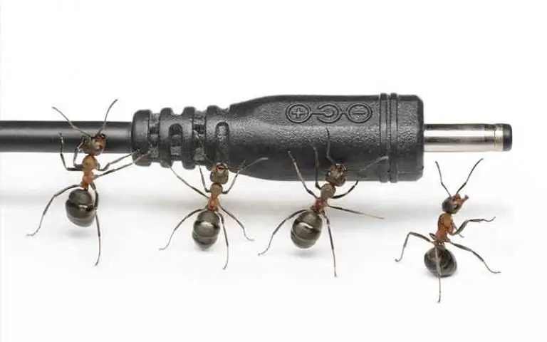 Ants in Electrical Appliances: Complete Guide to Getting Rid