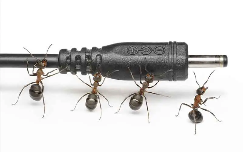 Ants in electrical appliances