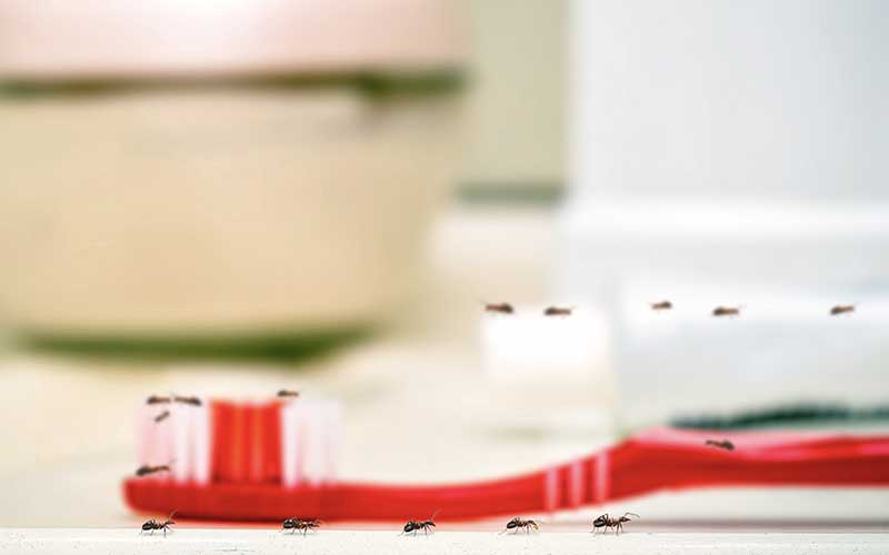 How to get rid of ants in the bathroom