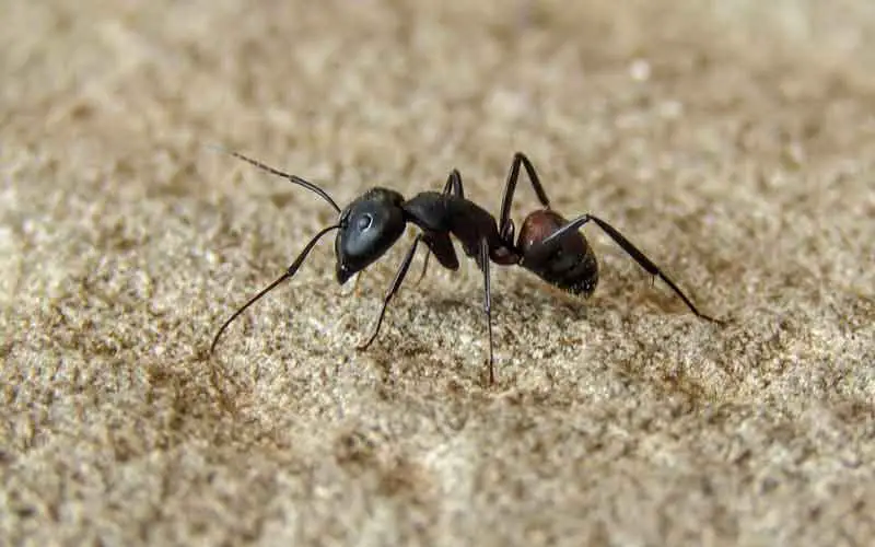 Ant on carpet