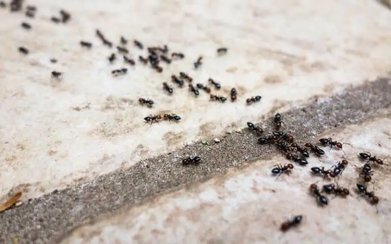 Why Do Ants Suddenly Appear in My House?