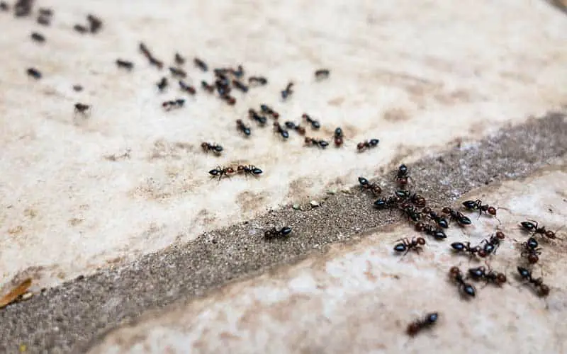 Ants looking for food