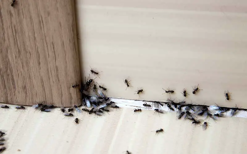 Ants looking for food in the kitchen