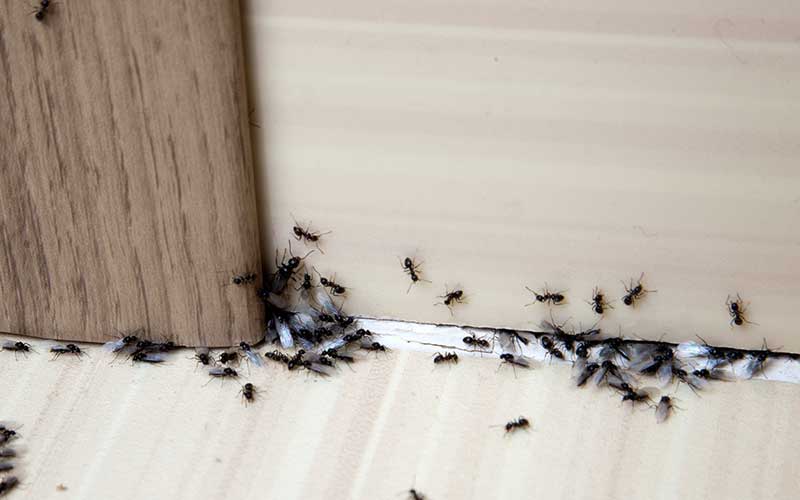 How to get rid of ants in the bathroom