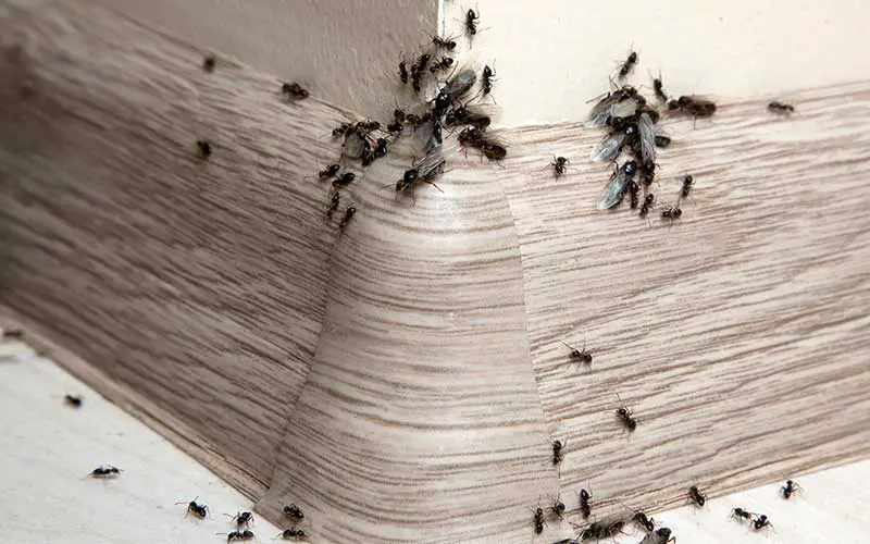 Does baking soda kill ants?