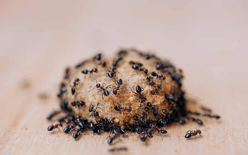 How to keep ants out of dog food