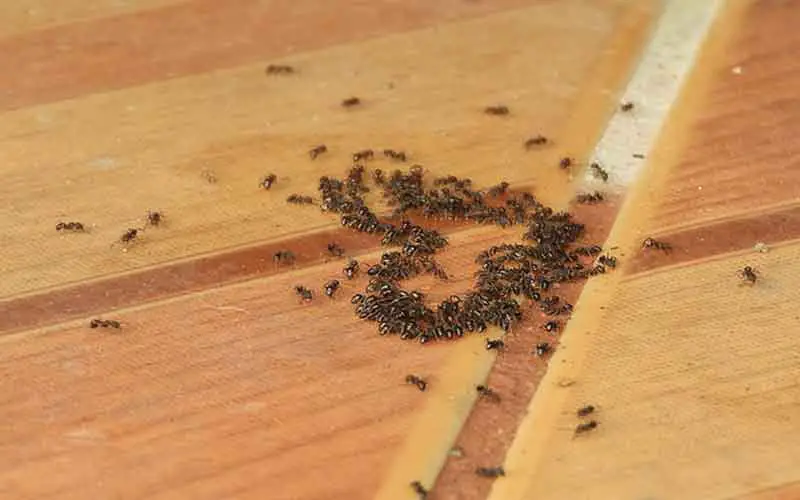 A gathering of ants