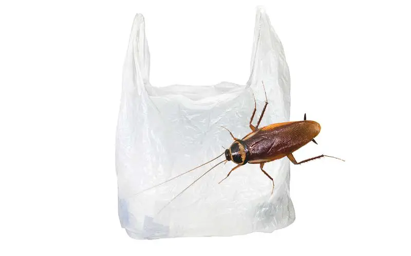Cockroach Eating Plastic Bag