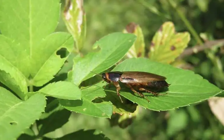 Garden Roach Control – How To Kill Cockroaches In Your Garden