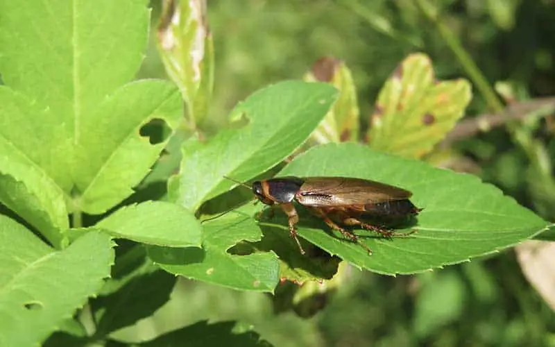 Cockroach in a garden