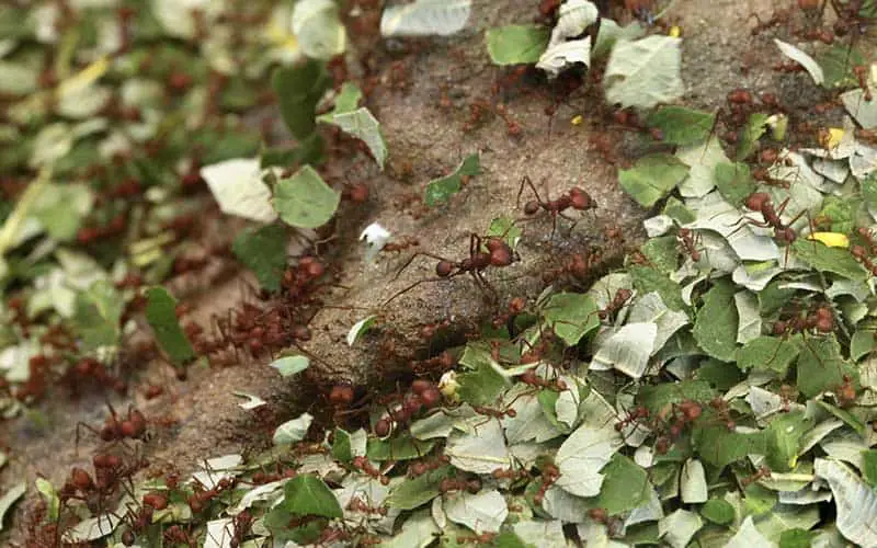 How to get rid of leafcutter ants