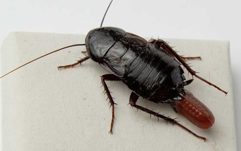 Oriental Cockroach