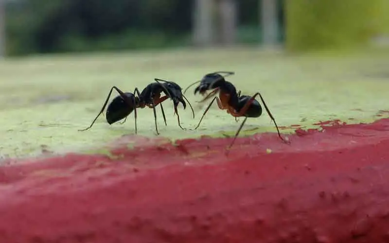 How to get rid of ants in bedroom