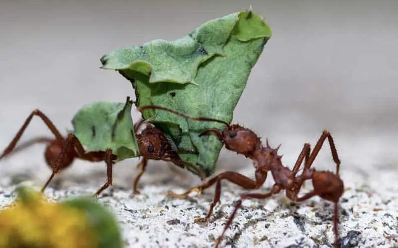 Leafcutter ants eating green leaf