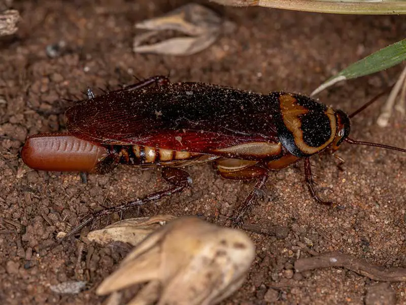 Australian Cockroach