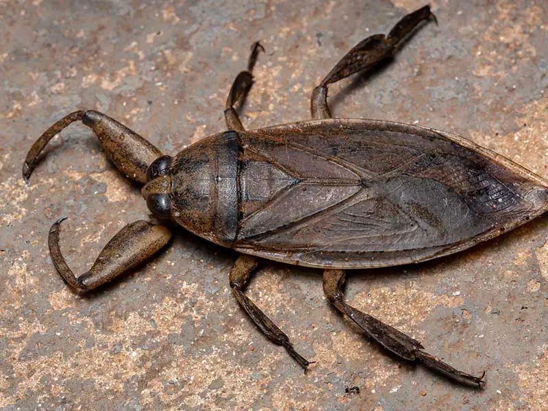 Giant Water Bug