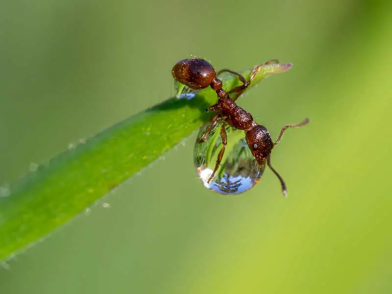 How long do ants live?