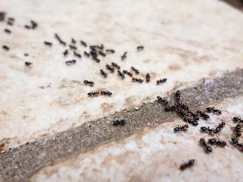 Ants outdoor
