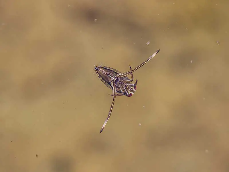 backswimmer on water