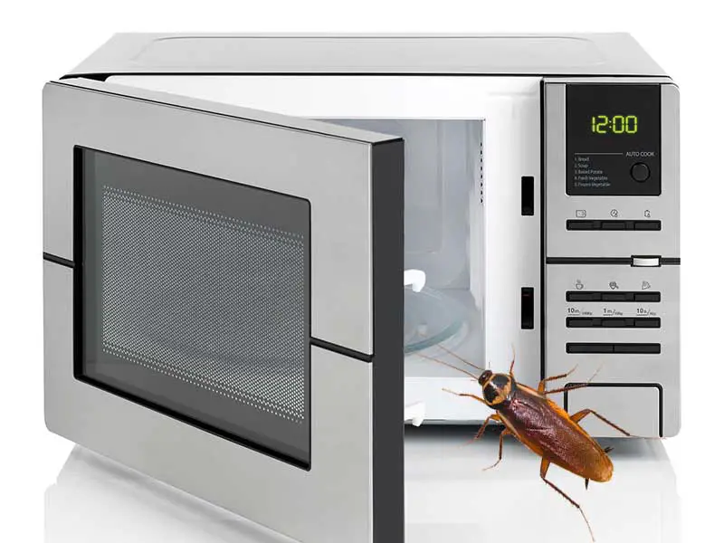 How to get rid of cockroaches in microwave