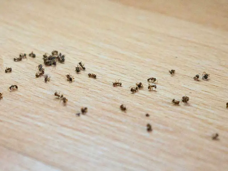 dead ants on kitchen floor