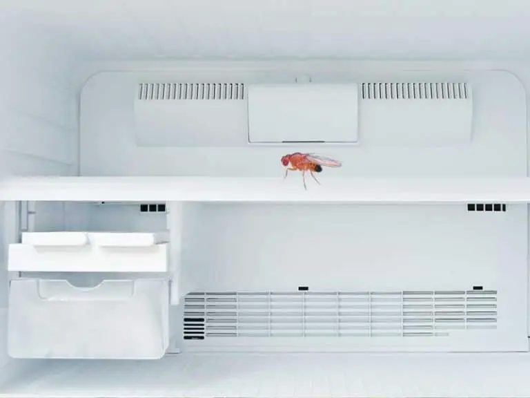 Tiny Black Flies in Refrigerator or Freezer? How To Get Rid