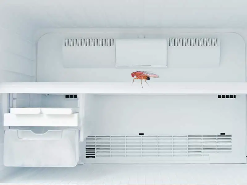 Tiny black flies in refrigerator or freezer? 