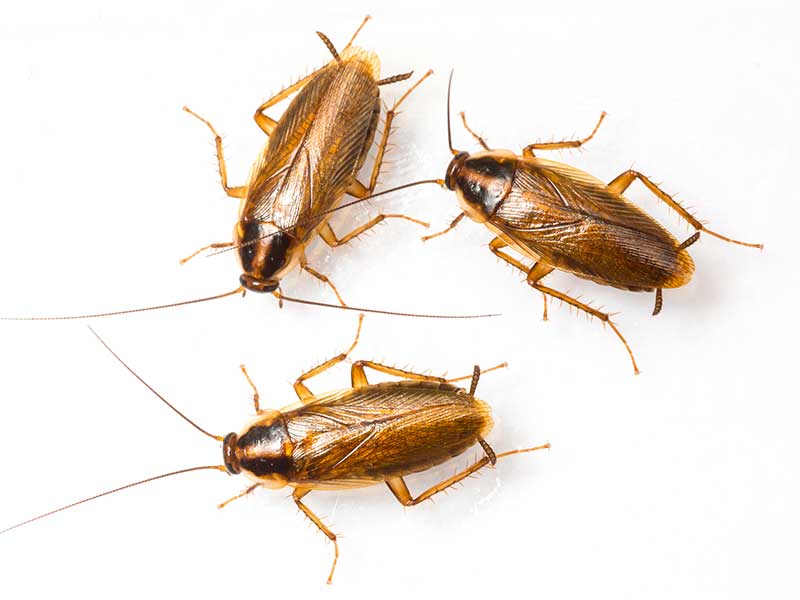 german cockroaches