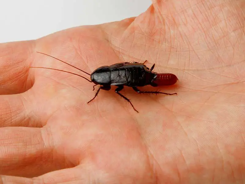 Pregnant oriental cockroach on a hand