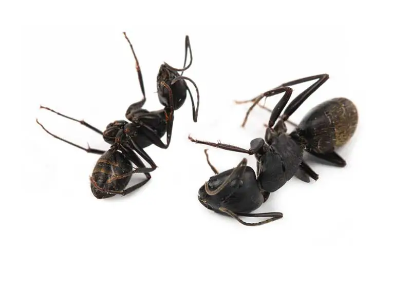 two dead ants