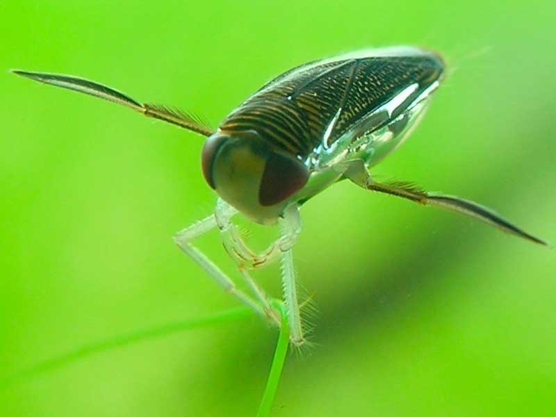 water boatman on water