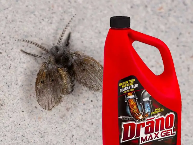 Will drano kill drain flies?